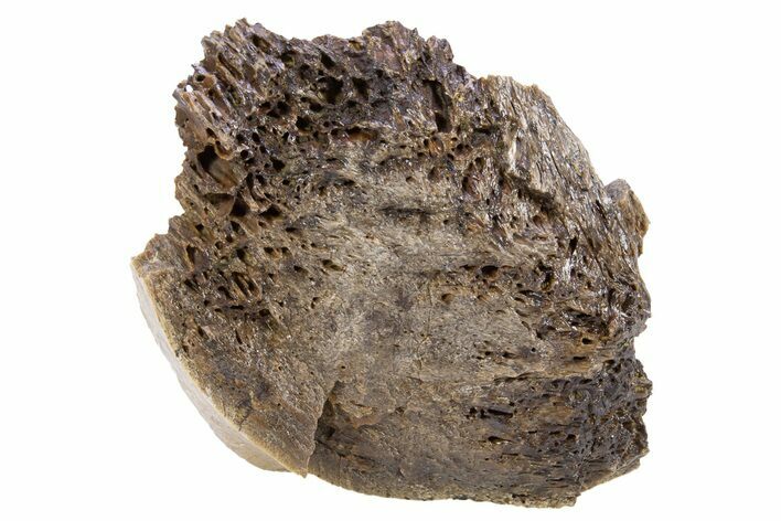 Fossil Tyrannosaur (Trex) Bone Section - Wyoming #306738